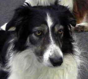 Kyte Face - WC2002.jpg (12805 bytes)