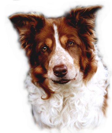 OB CH Dalemain Red Rascal.JPG (26009 bytes)