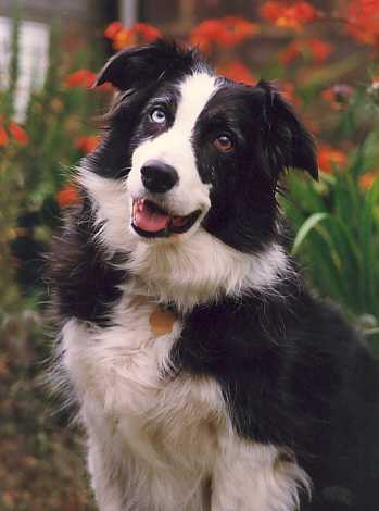 jade.jpg (16777 bytes)