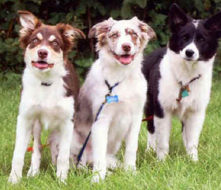 jaffspanglepups.jpg (42599 bytes)