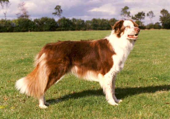 johnnyred2.jpg (62690 bytes)